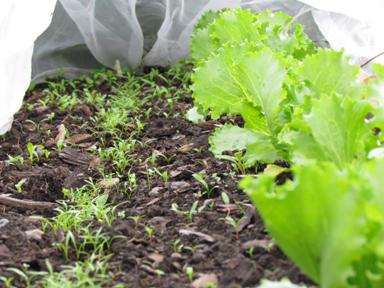 The_Company_Shed_Germinating_Seedlings